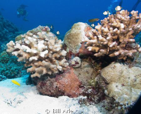 Osprey Reef, Coral Sea.  Canon G-10, Ikelite housing, str... by Bill Arle 