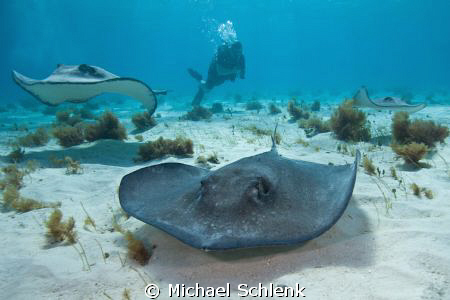 Stingray City is always a great place to get some nice ph... by Michael Schlenk 