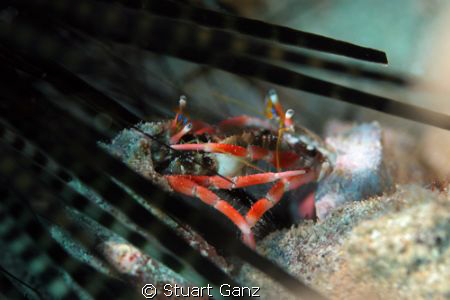 Hermit Crab Party by Stuart Ganz 