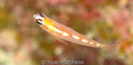 Masked Goby by Ryan Marchese 