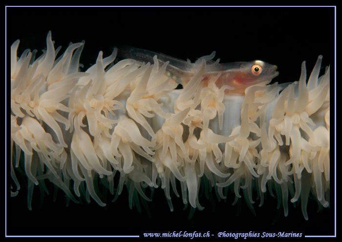 Little Symbiotic Goby on a Wip Coral... One of my favorit... by Michel Lonfat 