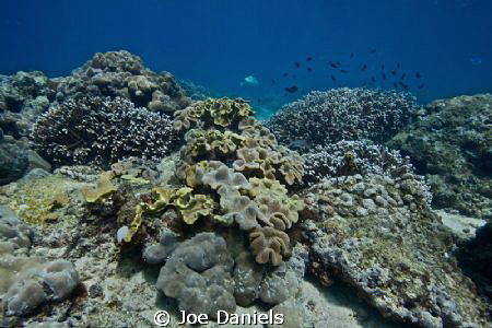 Seychelles Reefscape by Joe Daniels 