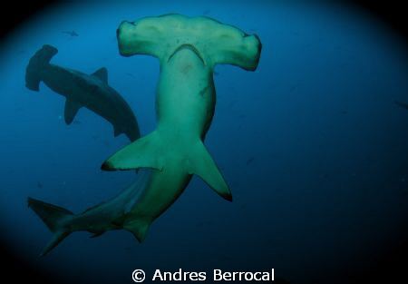 Hammerhead shark, coco's island, Costa Rica by Andres Berrocal 