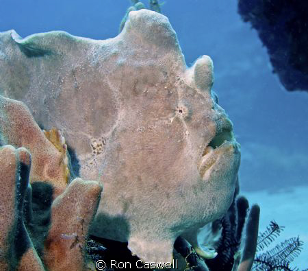 Giant Frog Fish by Ron Caswell 