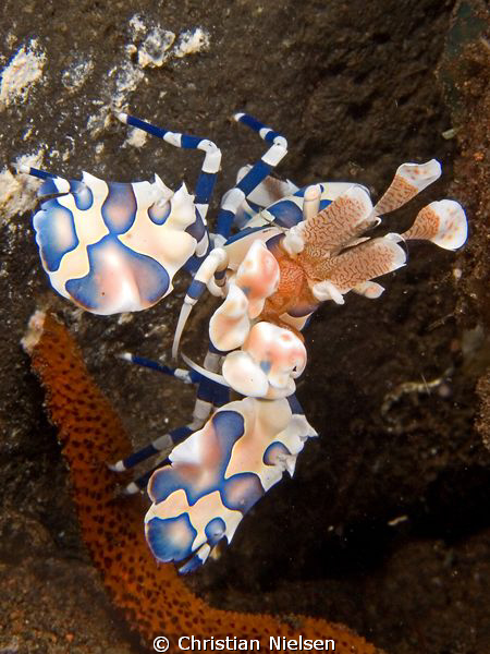 Harlequinn shrimp enjoying a seastar. Seraya, Bali. Olymp... by Christian Nielsen 
