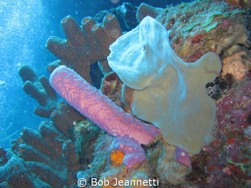 A pink tube sponge. Any help on the rest! by Bob Jeannetti 