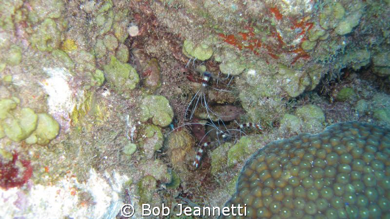 Pair of banded coarl shrimp by Bob Jeannetti 