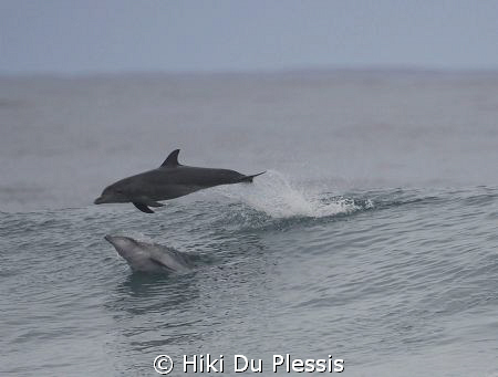 Dolphins visiting us during a surfing competition; they r... by Hiki Du Plessis 