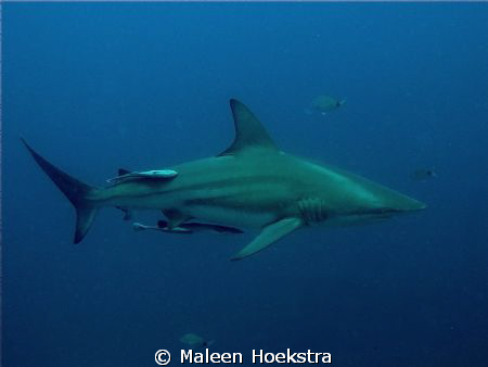 Black Tip Reef Shark cruising!! by Maleen Hoekstra 