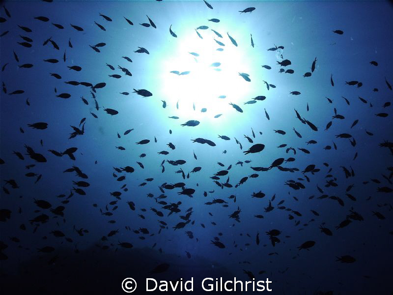 School of small fish near lighthouse, La Fourmigue, off P... by David Gilchrist 