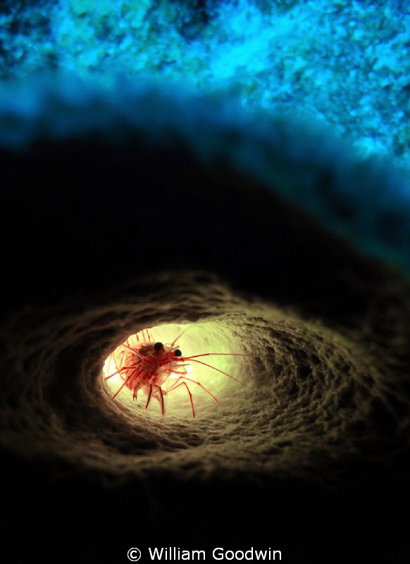 Shy shrimp deep in tube sponge and lit from behind. Cayma... by William Goodwin 