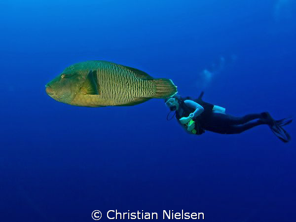 Odd couple. Napoleon fish and my wife on Little Brother, ... by Christian Nielsen 
