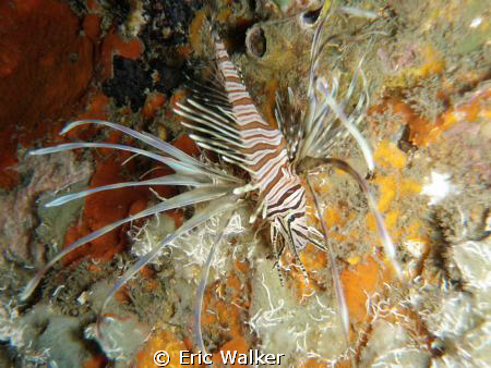 A Lion Fish that does not belong here. by Eric Walker 