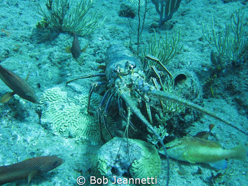Spiny lobster and groupers by Bob Jeannetti 