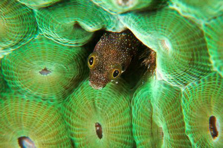 Small blenny, as big as a small bean. by Juan Torres 