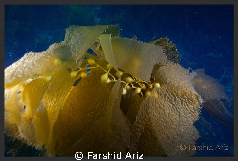 catalina diving by Farshid Ariz 