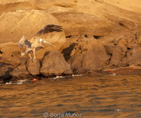 A beautiful pelican fyling by almos at sunset.
I was abl... by Borja Muñoz 