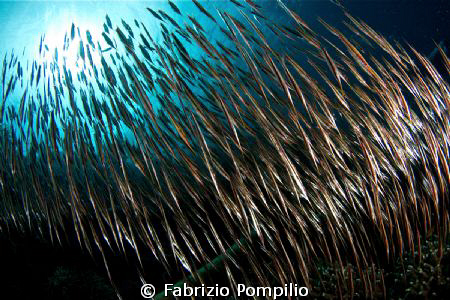 branco pesci lametta by Fabrizio Pompilio 