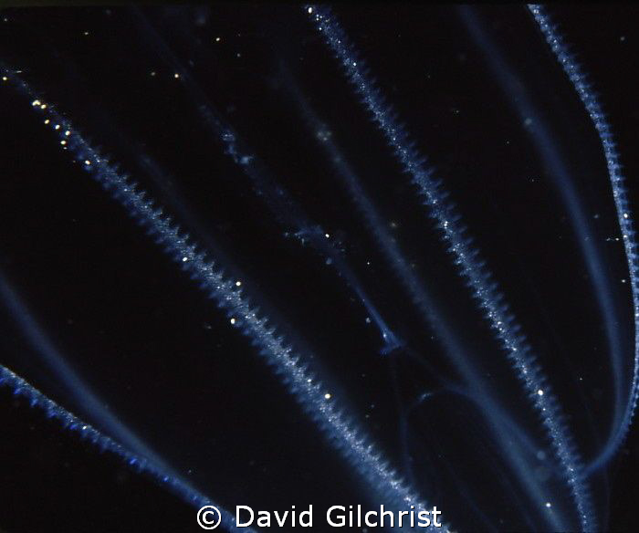 A close up of a Ctenophore, Beroe sp. showing the meredio... by David Gilchrist 
