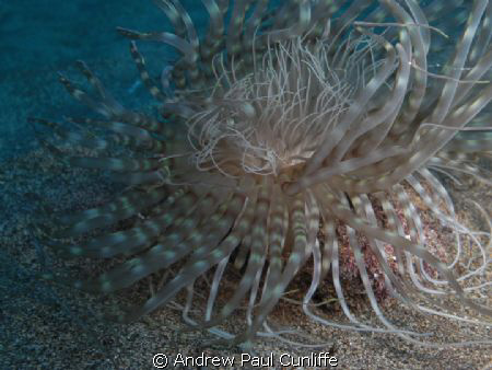 Anemone in the waters around Lanzarote using Casio z85 wi... by Andrew Paul Cunliffe 