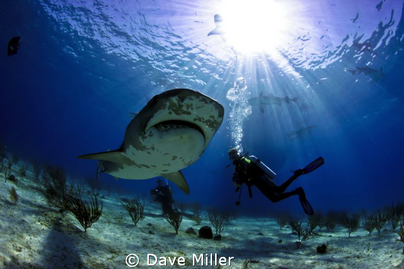 Tiger Shark, Tiger Beach, Bahamas, Canon 5D MkII, Ikelite... by Dave Miller 