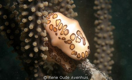 Flamingo Tongue shells eating soft corals by Rene Oude Avenhuis 