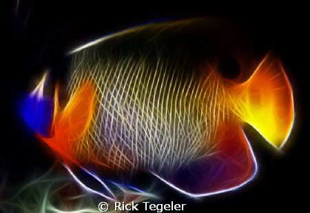 Blue mask angelfish by Rick Tegeler 