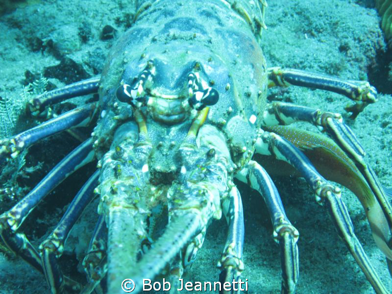 Spiny lobster close up by Bob Jeannetti 