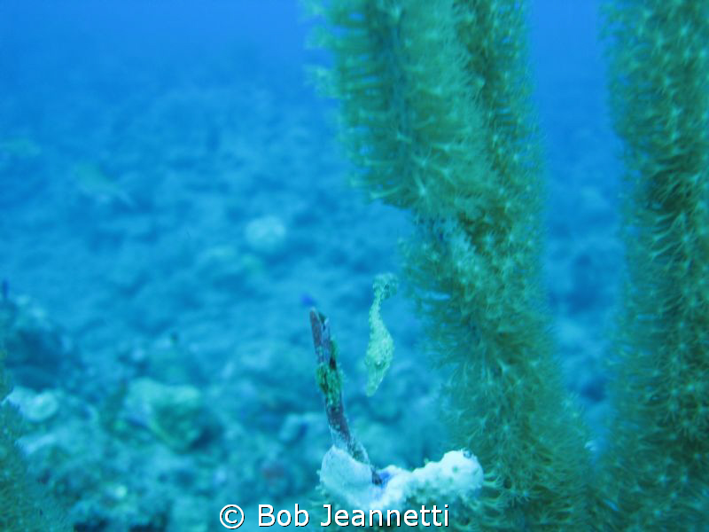 Tiny filefish, at first i thought it was a seahorse by Bob Jeannetti 