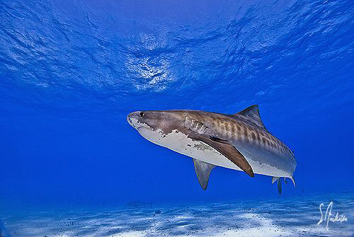 This Tiger Shark at Tiger Beach makes many passes out of ... by Steven Anderson 