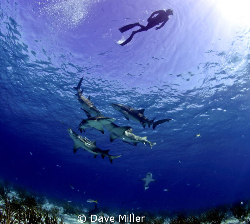 Free diver, tiger beach, lemon sharks, canon 5d mark ll, ... by Dave Miller 