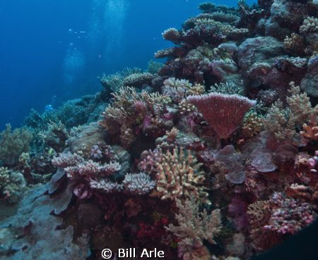 Amazing corals in Coral Sea.  Canon G-10. Ikelite housing... by Bill Arle 