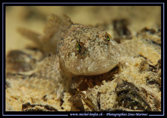 Face to face with this Bullhead, freshwater sculpin in th... by Michel Lonfat 