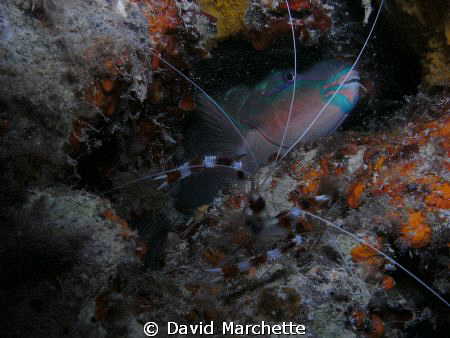 Shrimp and sleeping ParotFish by David Marchette 