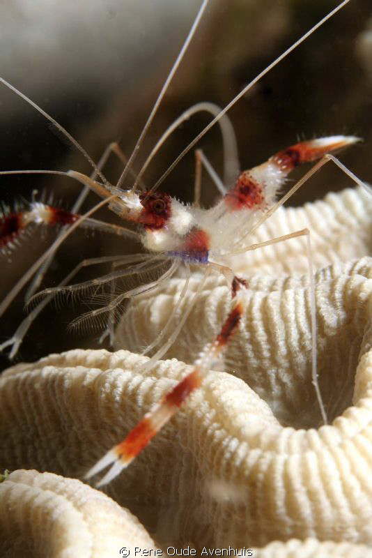 Redbanded Coral Shrimp by Rene Oude Avenhuis 