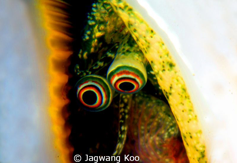 Shell eyes by Jagwang Koo 