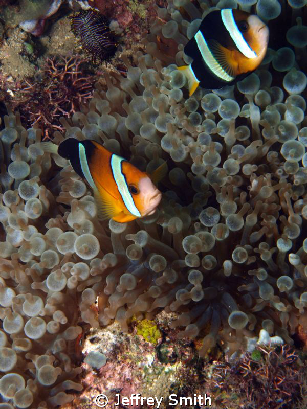 Clown anenmone fish taken at Canyons dive site Puerto Gal... by Jeffrey Smith 