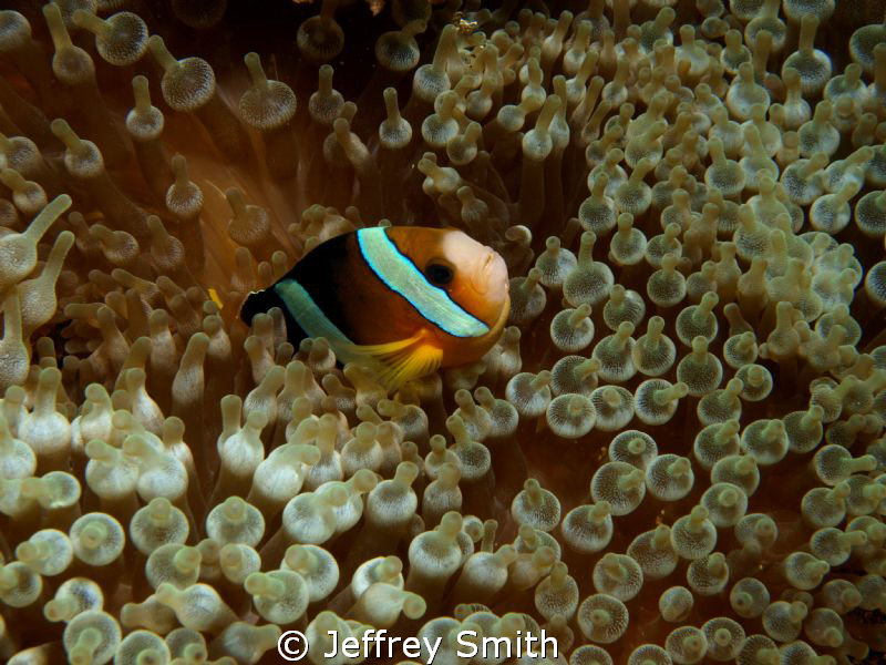 Clown Anemone fish. Coral cove dive site Puerto Gallera by Jeffrey Smith 