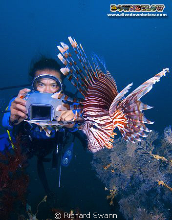 Bob reviews his shot of the Lionfish, TAR Park Sabah Mala... by Richard Swann 