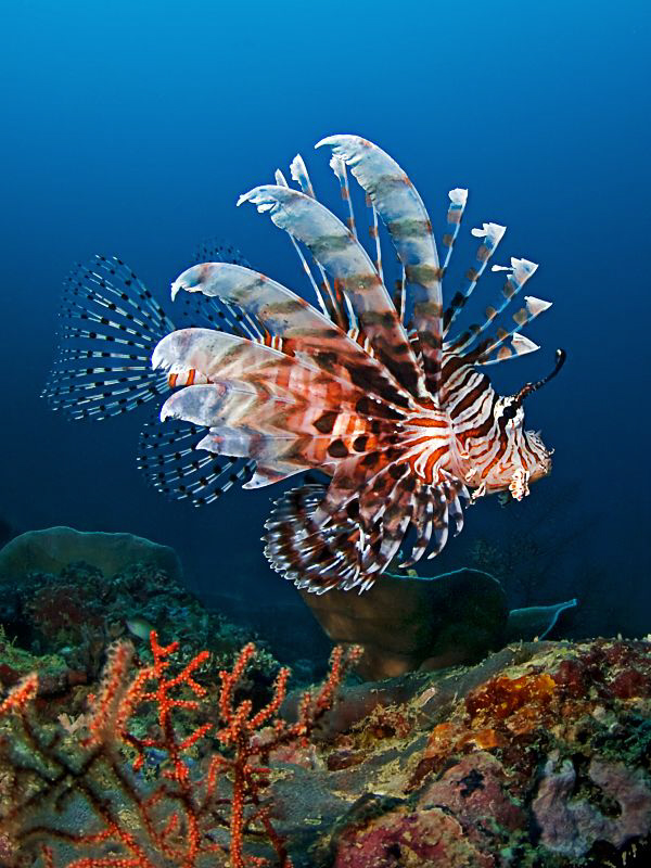"Lionfish"
 by Henry Jager 