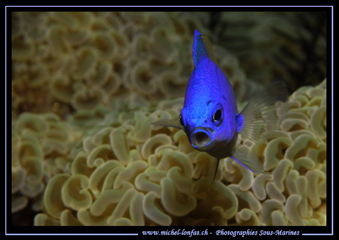Face to face with this Blue Reef Chromis in the waters of... by Michel Lonfat 