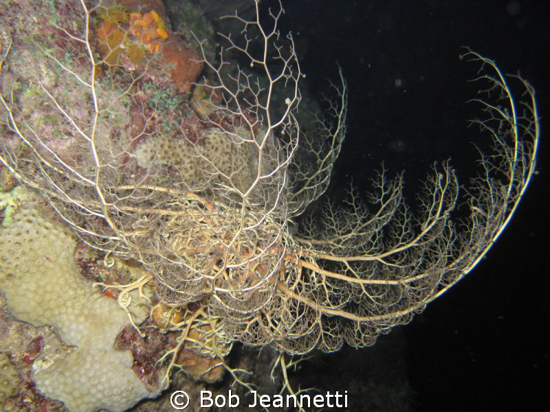 During the day these look like a giant brillo pad, this i... by Bob Jeannetti 