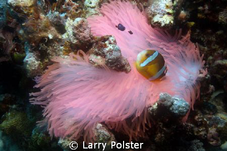 Red /Pink anemone with mama and her babies, the little bl... by Larry Polster 