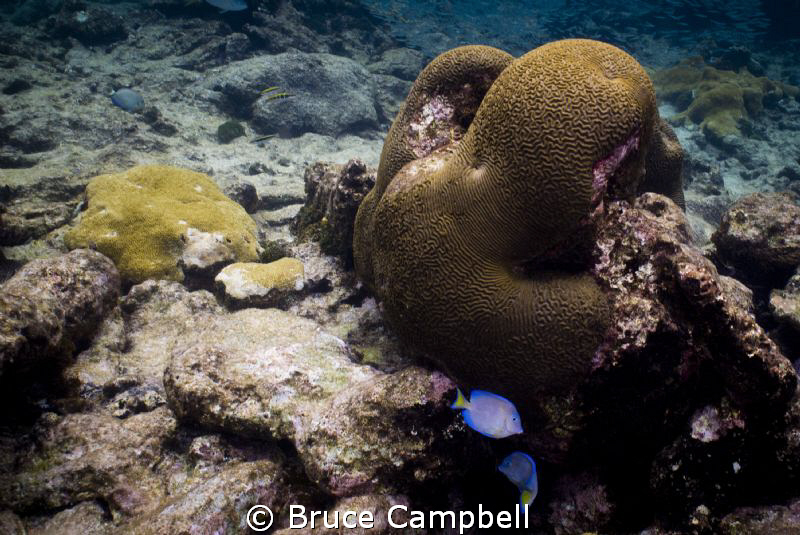 Odd shaped brain coral by Bruce Campbell 