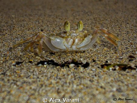 little sand crab on Siladen beach by Alex Varani 