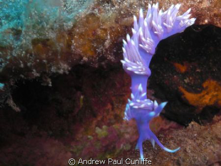 I personally think the Nudibranch is Ideal to practice on... by Andrew Paul Cunliffe 
