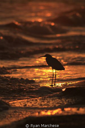 Snowy Egret at Sunset by Ryan Marchese 