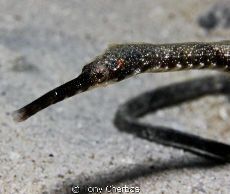 Double-ended Pipefish by Tony Cherbas 