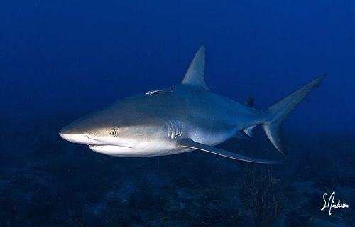 Reef Sharks in numbers patrol ginormous Reef - Bahamas by Steven Anderson 
