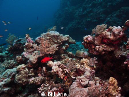 Coral Sea.  Canon G-10.  Ikelite housing, strobes, dome. by Bill Arle 